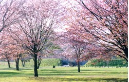 春の仙台藩陣屋跡の写真