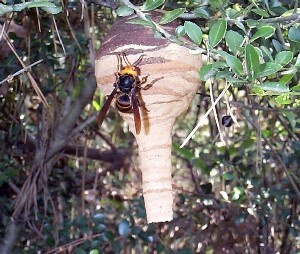 スズメバチトラップの写真