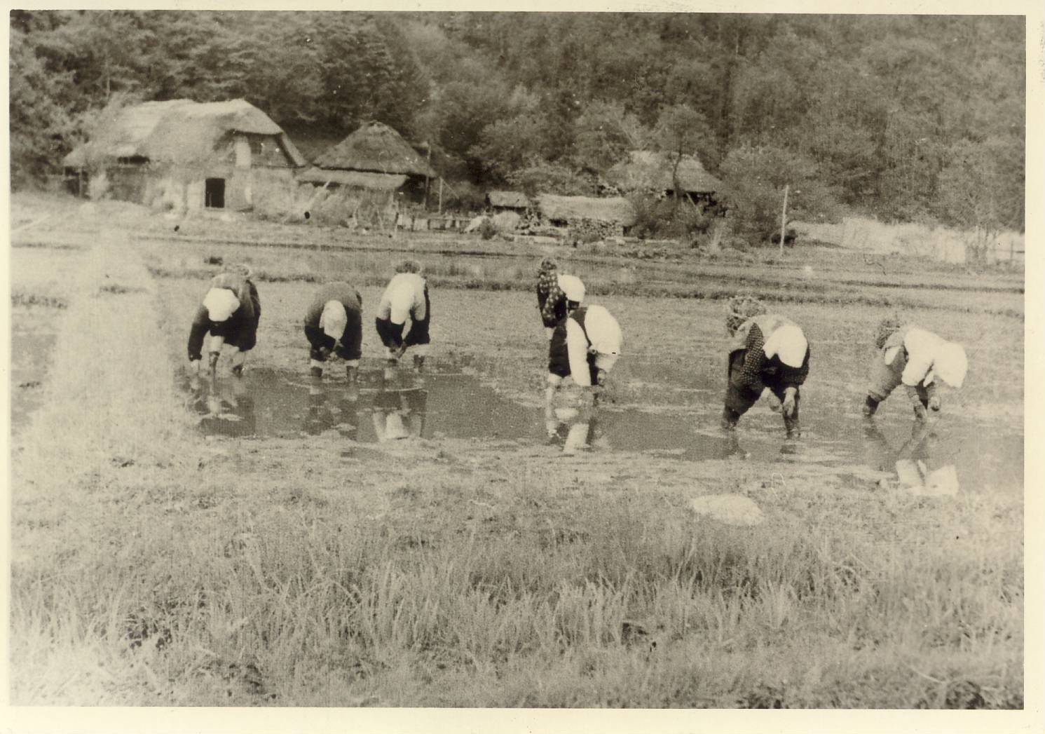 当時の水田田植え風景の写真
