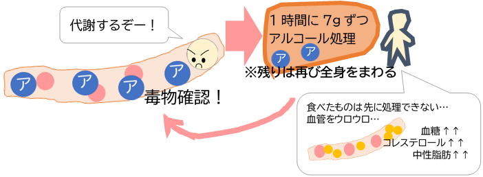 アルコールが血液に入ると…